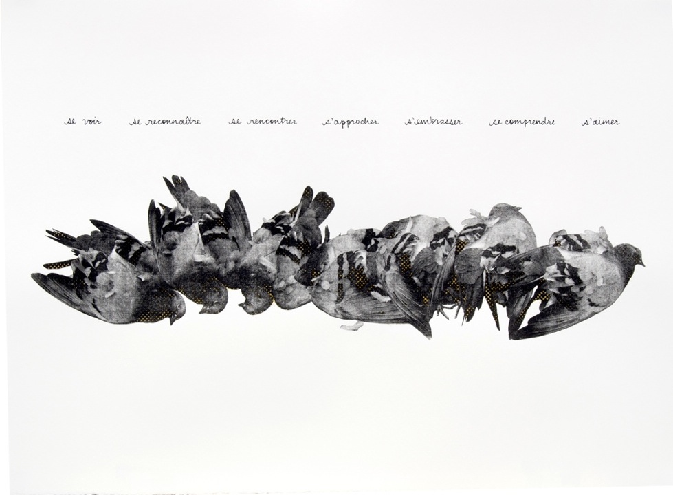 Sandra Haar, untitled (pigeon), from the Crown series