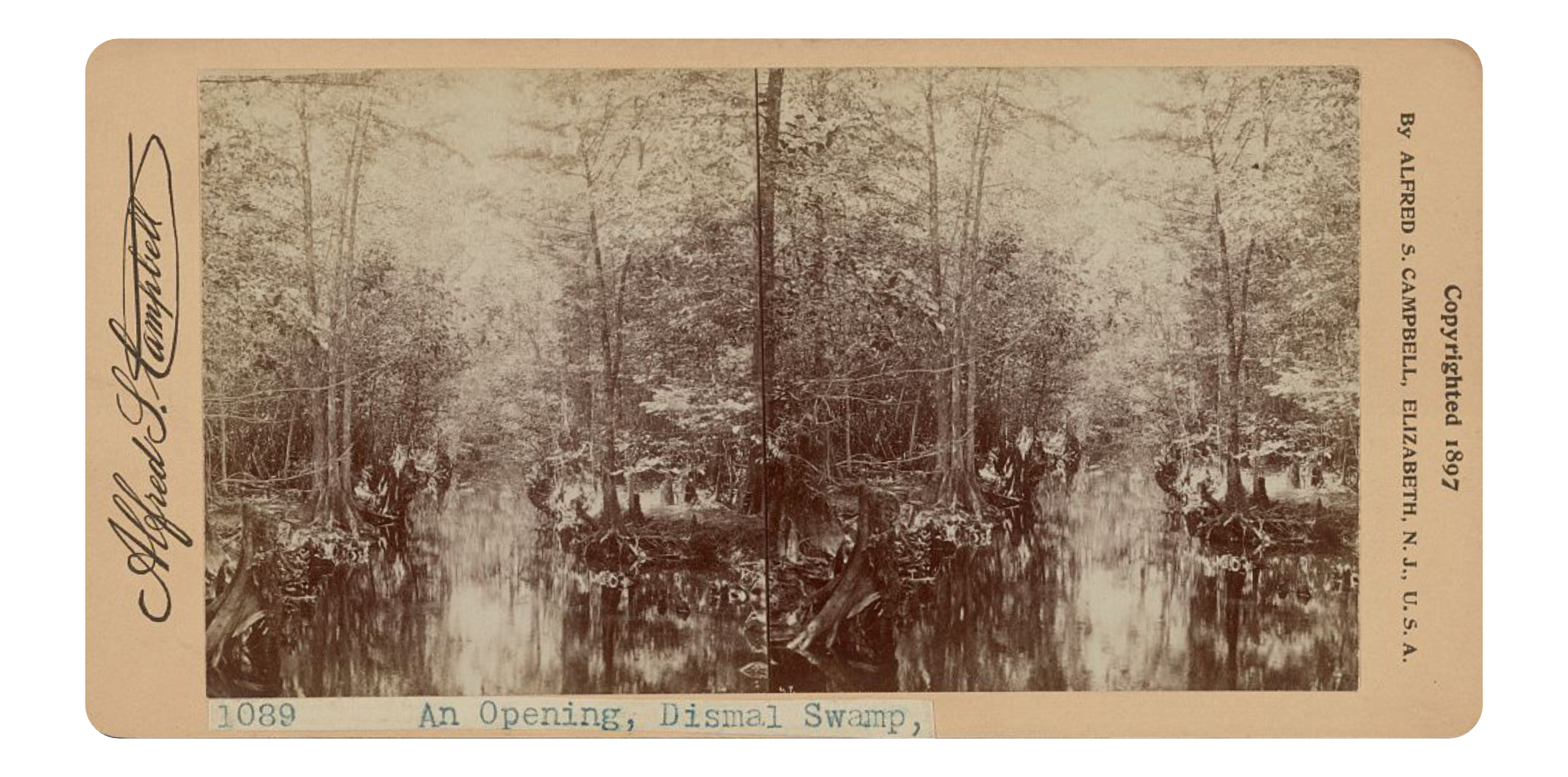 Sounds from the Great Dismal Swamp - antique stereoscopic image by Alfred Campbell