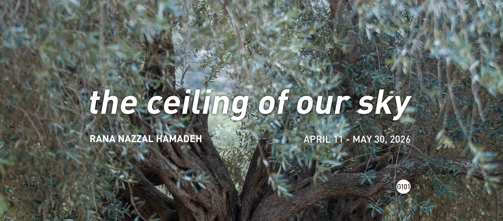 the ceiling of our sky by Rana Nazzal Hamadeh. April 11- May 30, 20. Gallery 101 Ottawa26 A close up of an ancient olive tree overlaid with text: the ceiling of our sky. Rana Nazzal Hamadeh. April 11- May 30, 2026